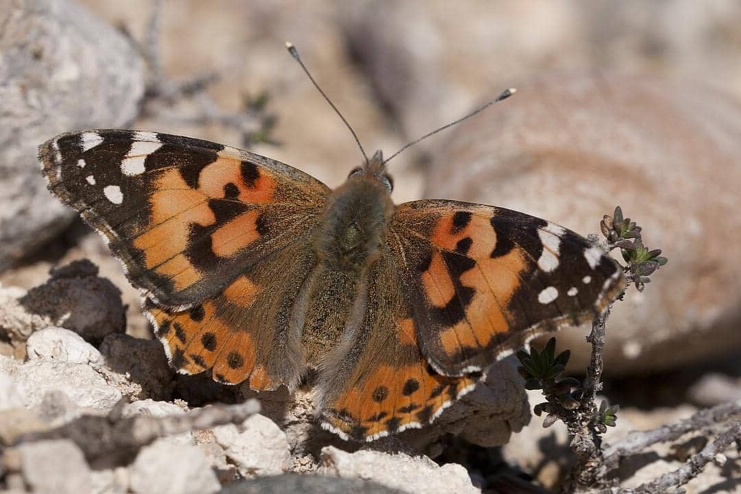 Kupu-kupu Painted Lady 