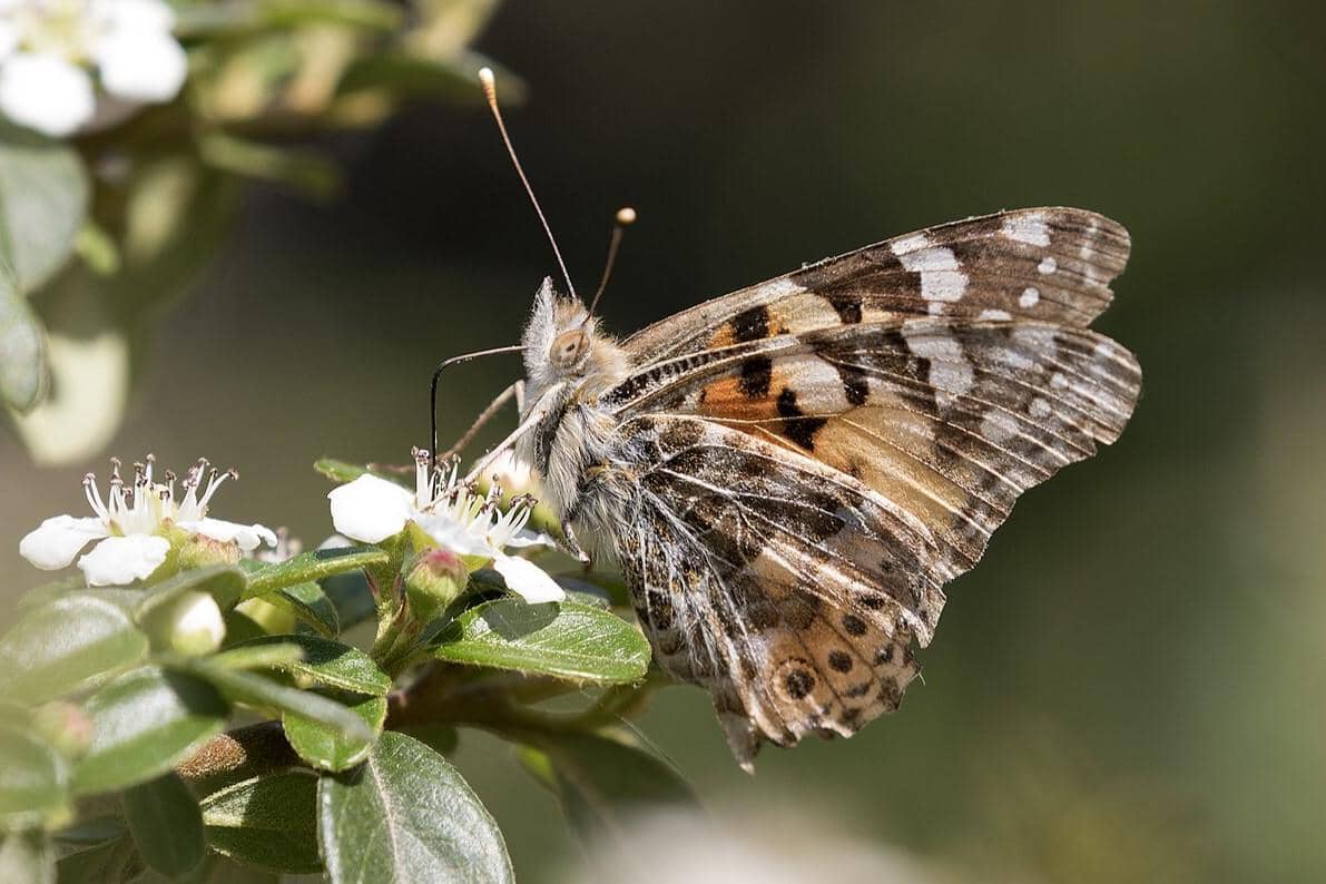 Kupu-kupu Painted Lady