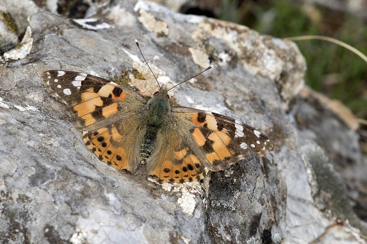 Kupu-kupu Painted Lady 