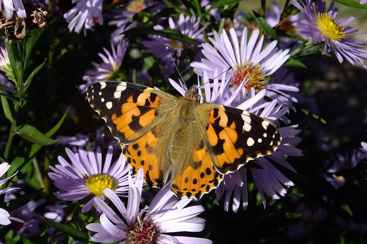 Kupu-kupu Painted Lady 