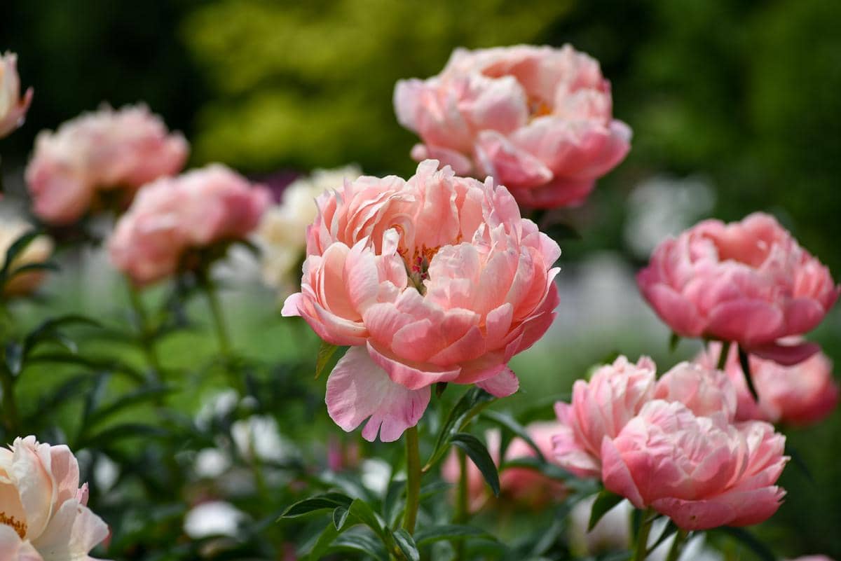 ilustrasi peony