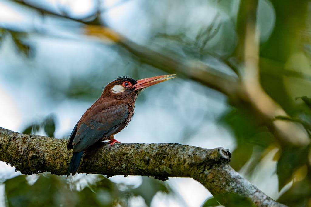 Burung Galbalcyrhynchus leucotis