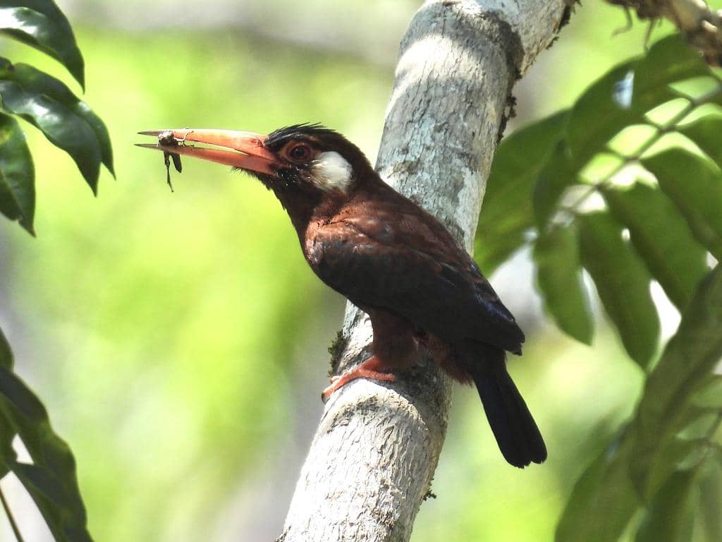 Burung Galbalcyrhynchus leucotis