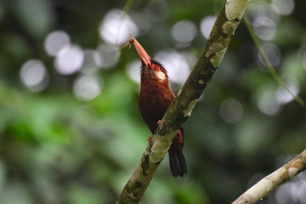 Burung Galbalcyrhynchus leucotis