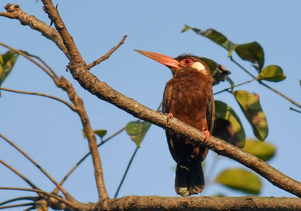 Burung Galbalcyrhynchus leucotis