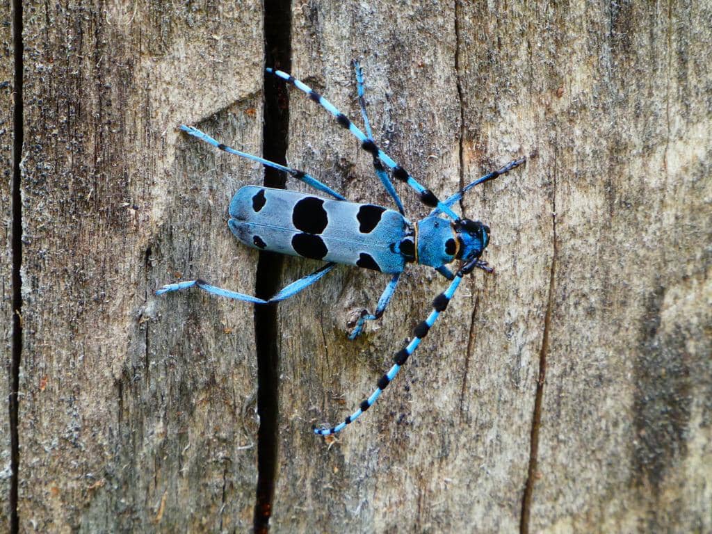 Kumbang Rosalia alpina