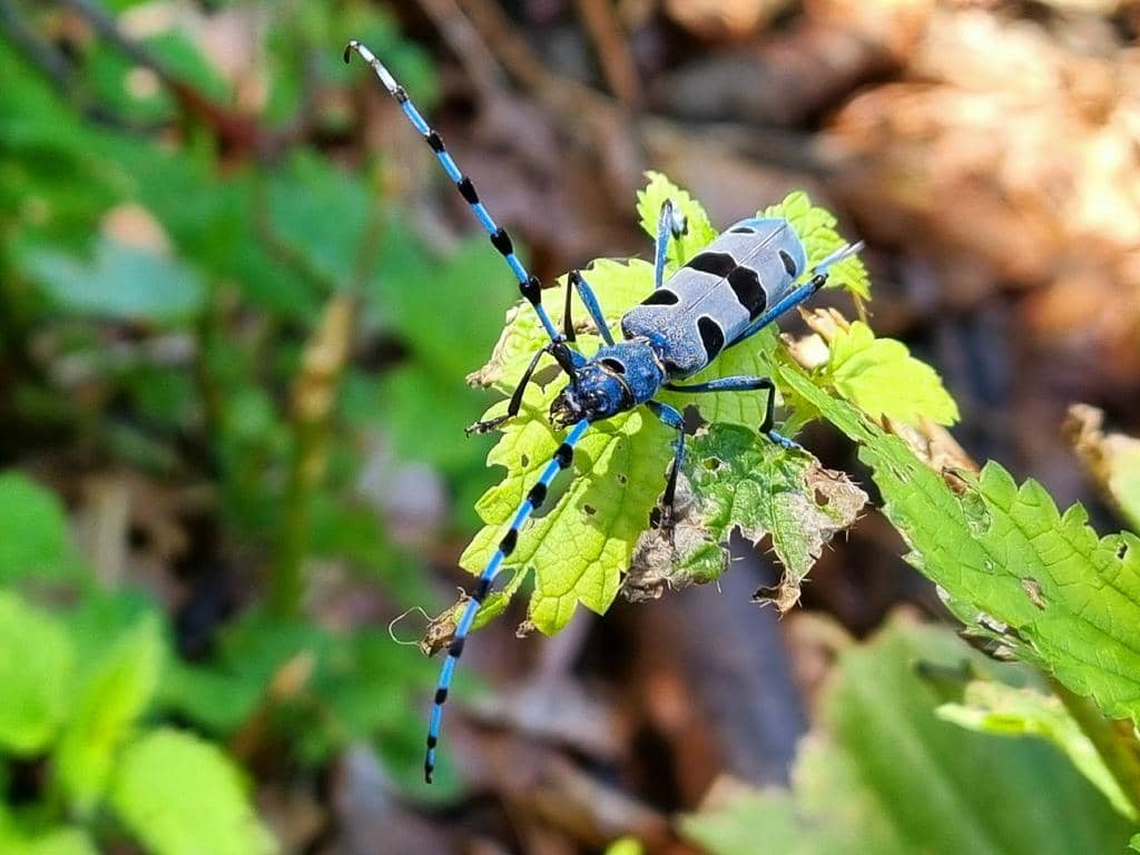 Kumbang Rosalia alpina