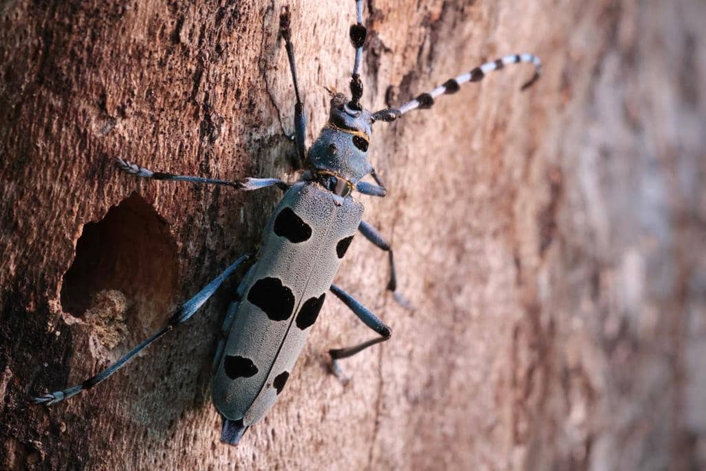 Kumbang Rosalia alpina