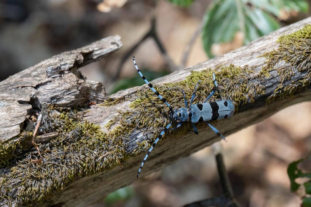 Kumbang Rosalia alpina