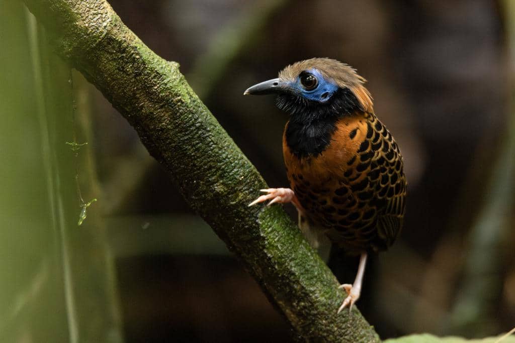 Burung Phaenostictus mcleannani