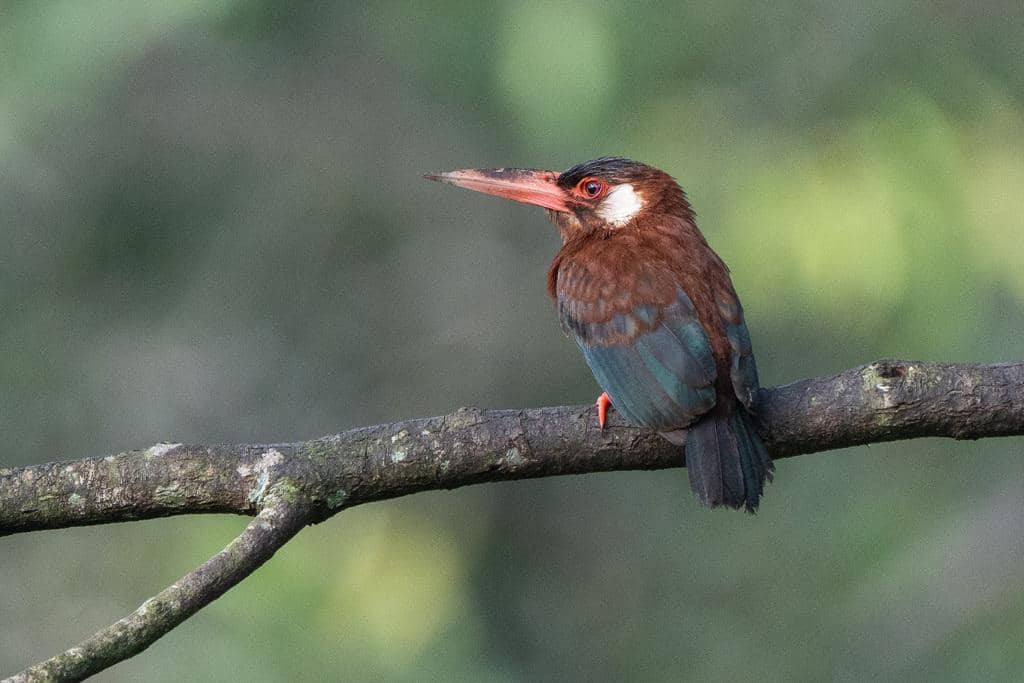 Burung Galbalcyrhynchus leucotis