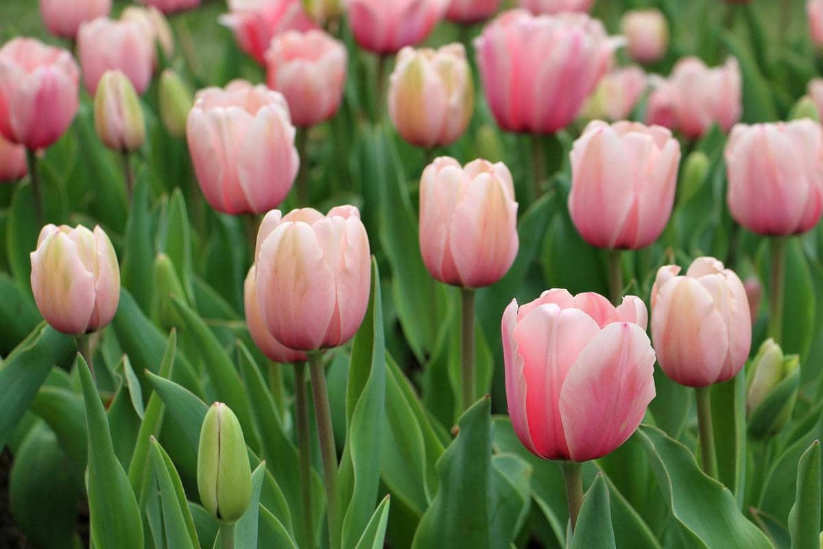 ilustrasi bunga tulip