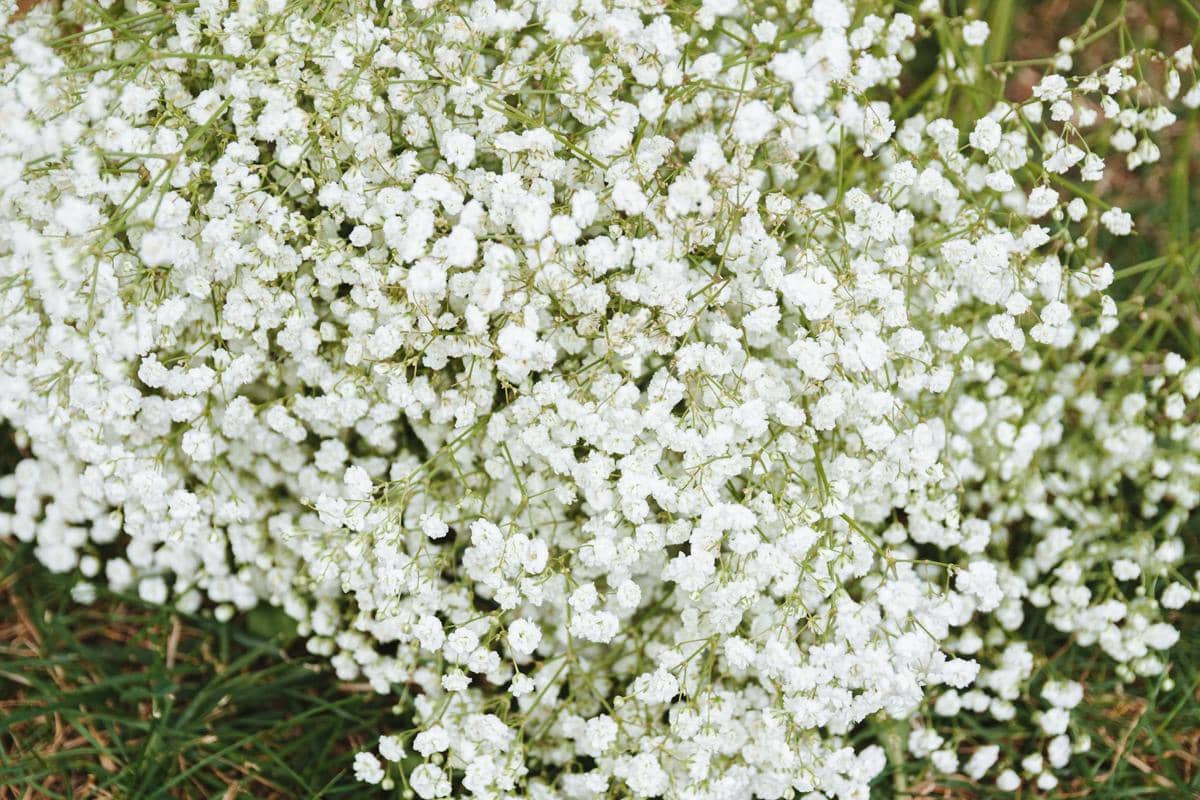 ilustrasi gypsophila paniculata