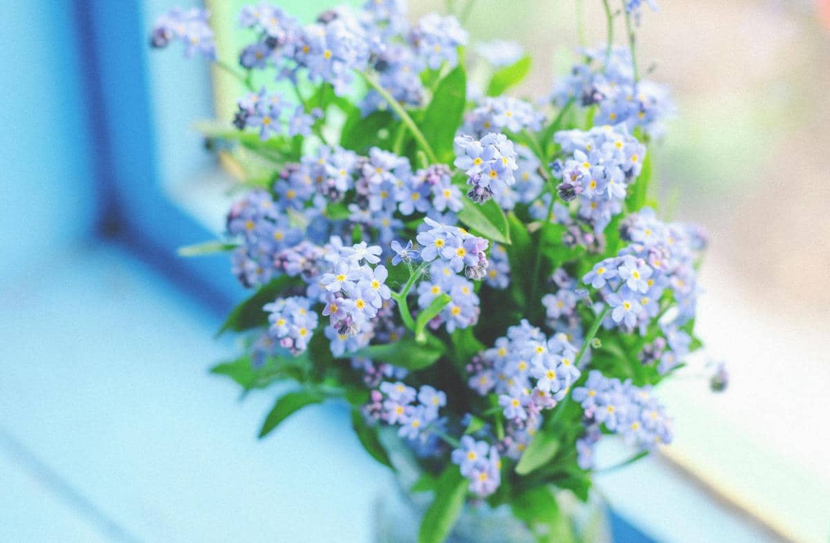 ilustrasi myosotis sylvatica