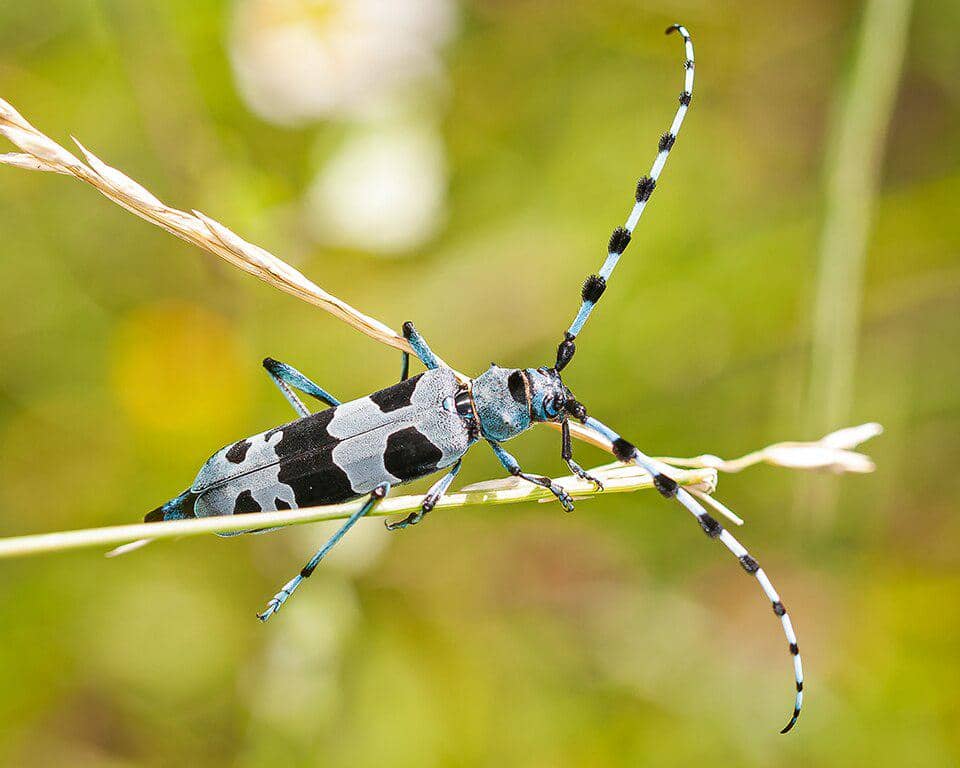 5 Fakta Rosalia Alpina, Kumbang Tanduk Panjang Alpen dari Hutan Eropa