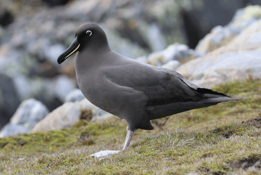 5 Fakta Sooty Albatross, Pengembara Lautan dengan Tampilan Memukau
