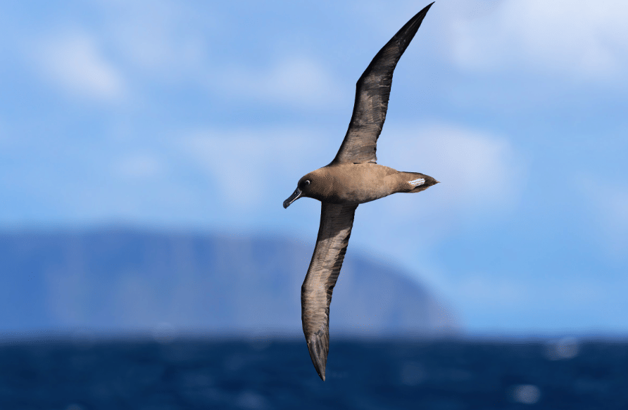 burung sooty albatross