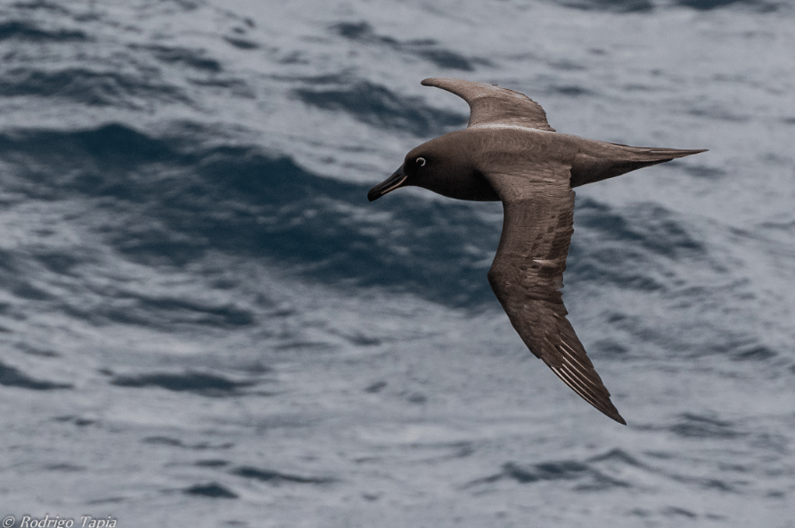 burung sooty albatross
