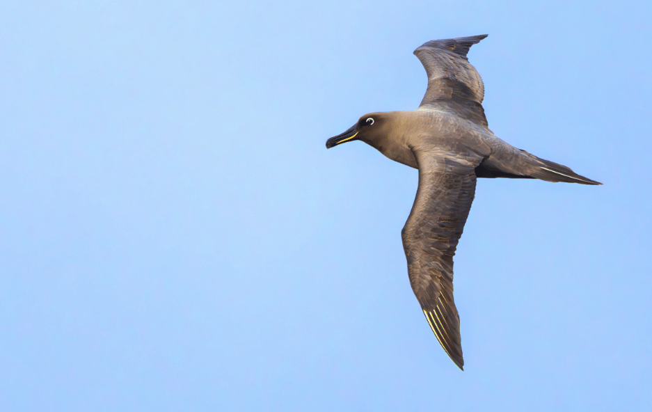burung sooty albatross