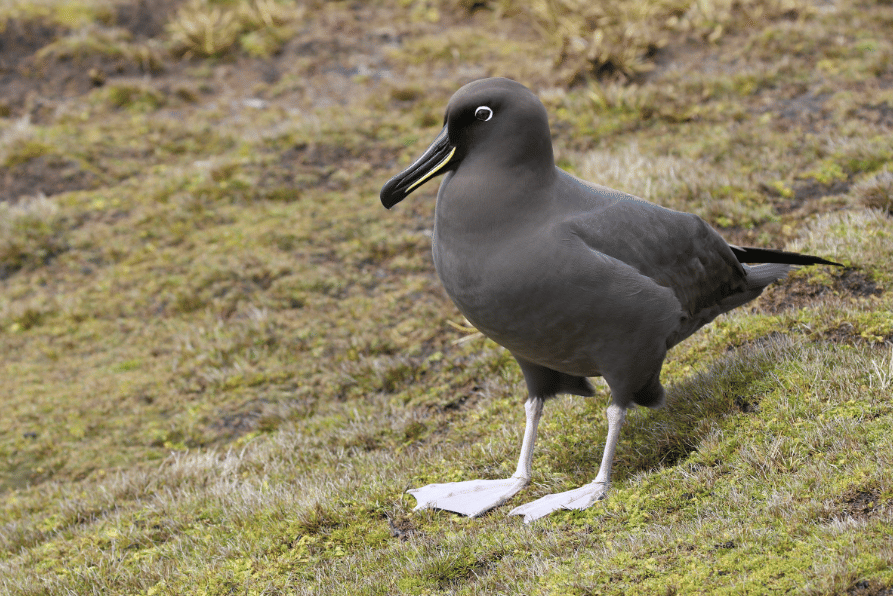 burung sooty albatross