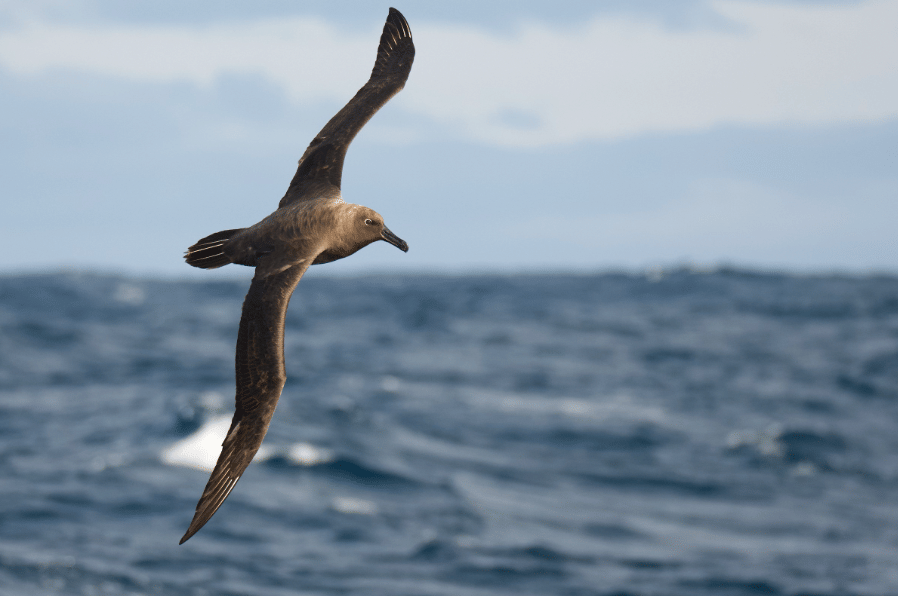 burung sooty albatross