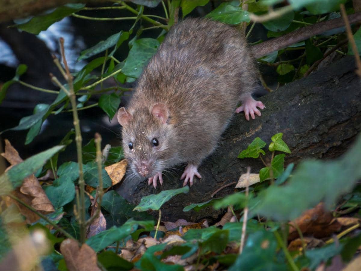 Tikus got sedang berjalan.