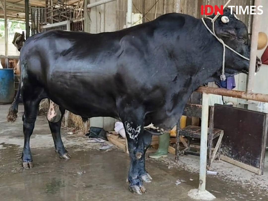 Seekor sapi berwarna hitam besar bernama Sambo berdiri di kandang, disiapkan sebagai hewan kurban untuk masyarakat Kota Tangerang.
