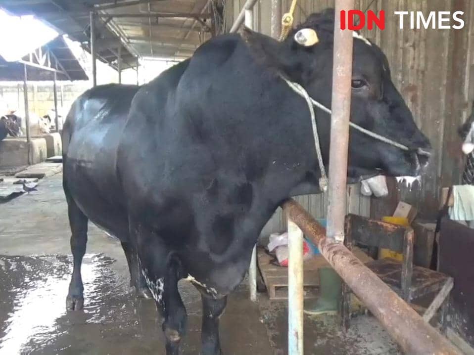 Seekor sapi berwarna hitam besar berdiri di dalam kandang dengan tali pengikat di kepalanya, siap untuk dijadikan hewan kurban di Kota Tangerang.