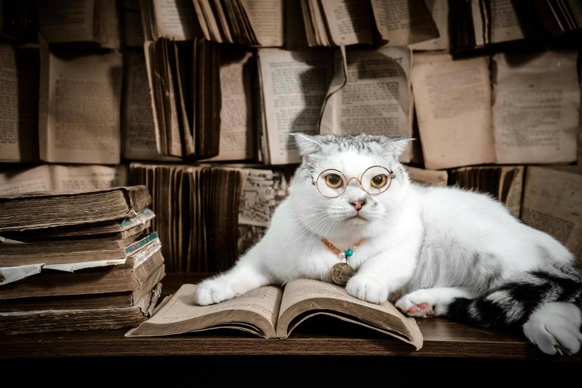 8 Fakta Unik Otak Kucing, Sebesar Apa Ukurannya?
