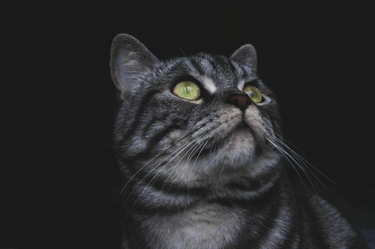 Kucing abu-abu bermata hijau dengan bulu belang hitam dan abu sedang menatap ke arah atas di latar belakang gelap.