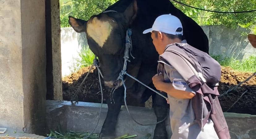 Sapi Peternak Desa Tirtanadi Lotim Dipilih Jadi Kurban Presiden