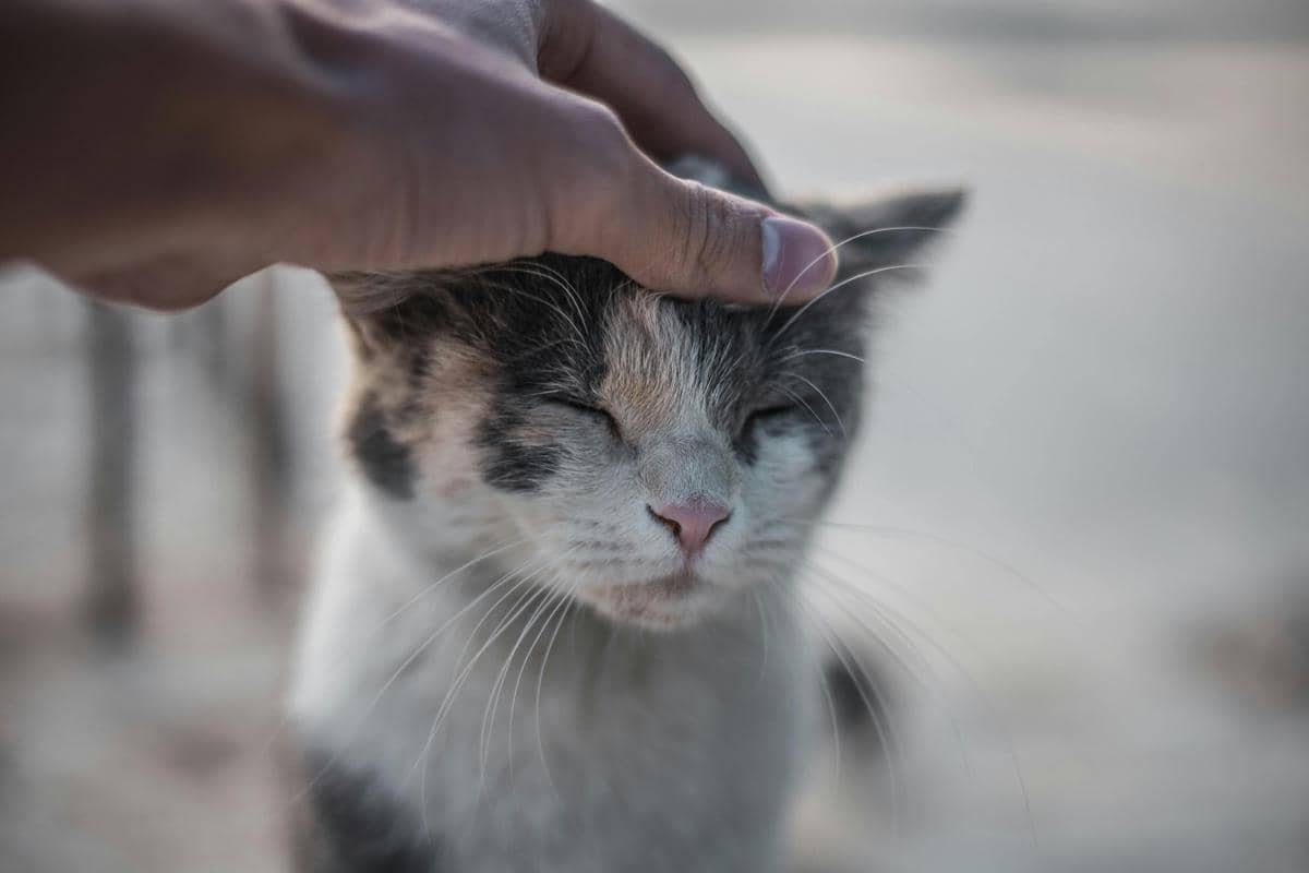 Seekor kucing dengan mata tertutup sedang dielus lembut di kepala oleh tangan manusia di latar luar ruangan yang lembut.