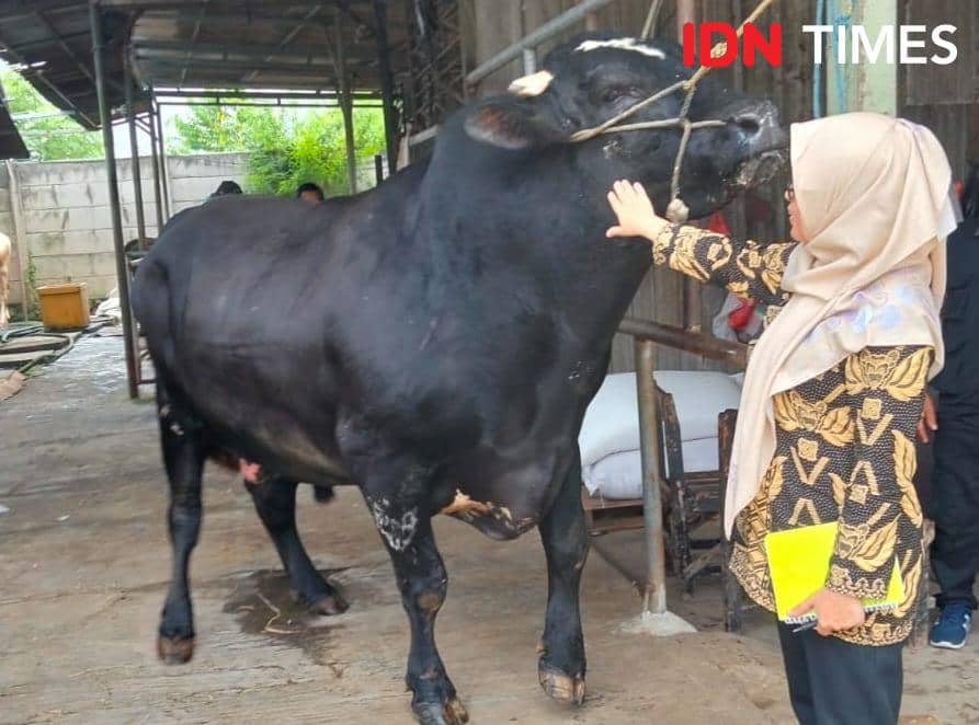 Sambo, Sapi Kurban Presiden Prabowo Seharga Rp122 Juta