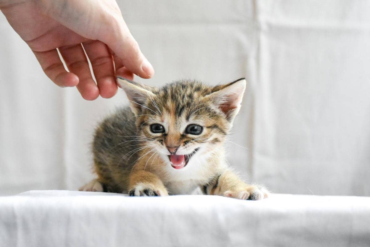 Seekor anak kucing belang cokelat sedang bermain di atas kain putih dengan tangan manusia yang hendak mengelusnya.