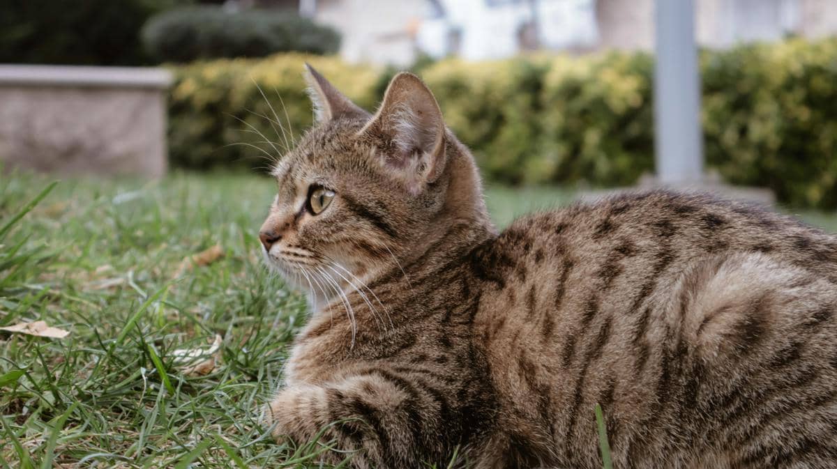 Kucing berbulu cokelat belang duduk santai di atas rumput hijau dengan latar belakang taman yang tampak lembut.