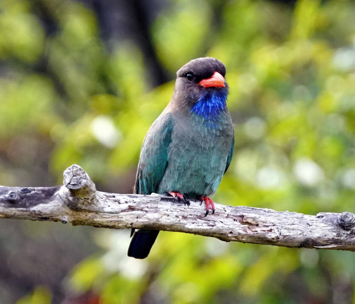 5 Fakta Tengkek Buto, Burung Berparuh Lebar Penghuni Hutan Tropis