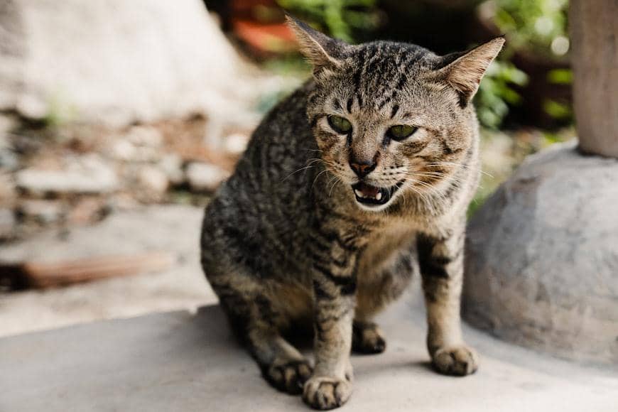 Kenapa Kucing Mengeong dengan Suara yang Berbeda-beda?
