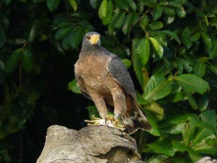 rufous crab hawk bersama mangsanya