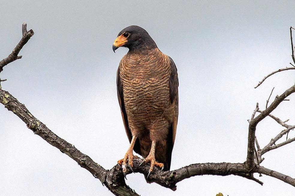 5 Fakta Burung Rufous Crab Hawk, Jenis Elang yang Cuma Makan Kepiting