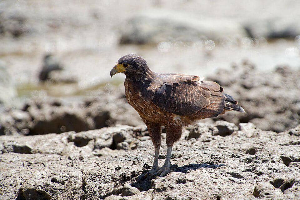 rufous crab hawk di dataran lumpur kering