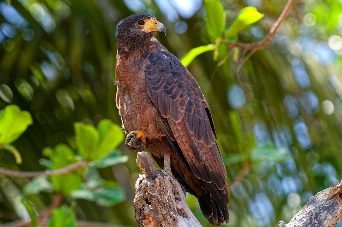 tampilan sekujur tubuh rufous crab hawk