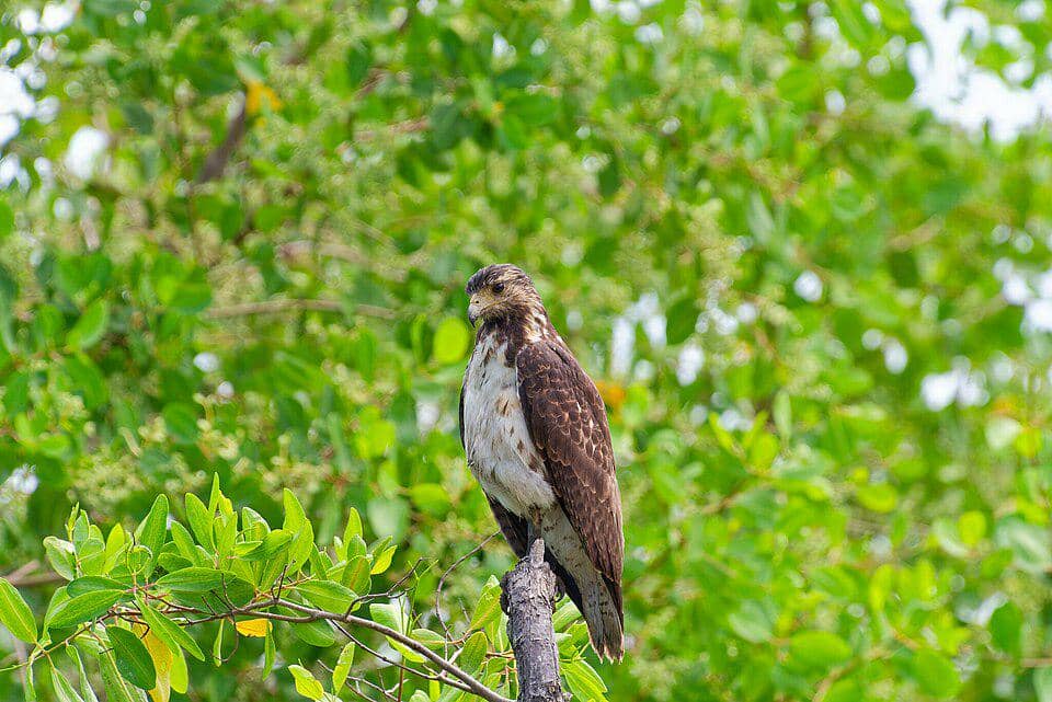 Rufous crab hawk bertengger di pohon.