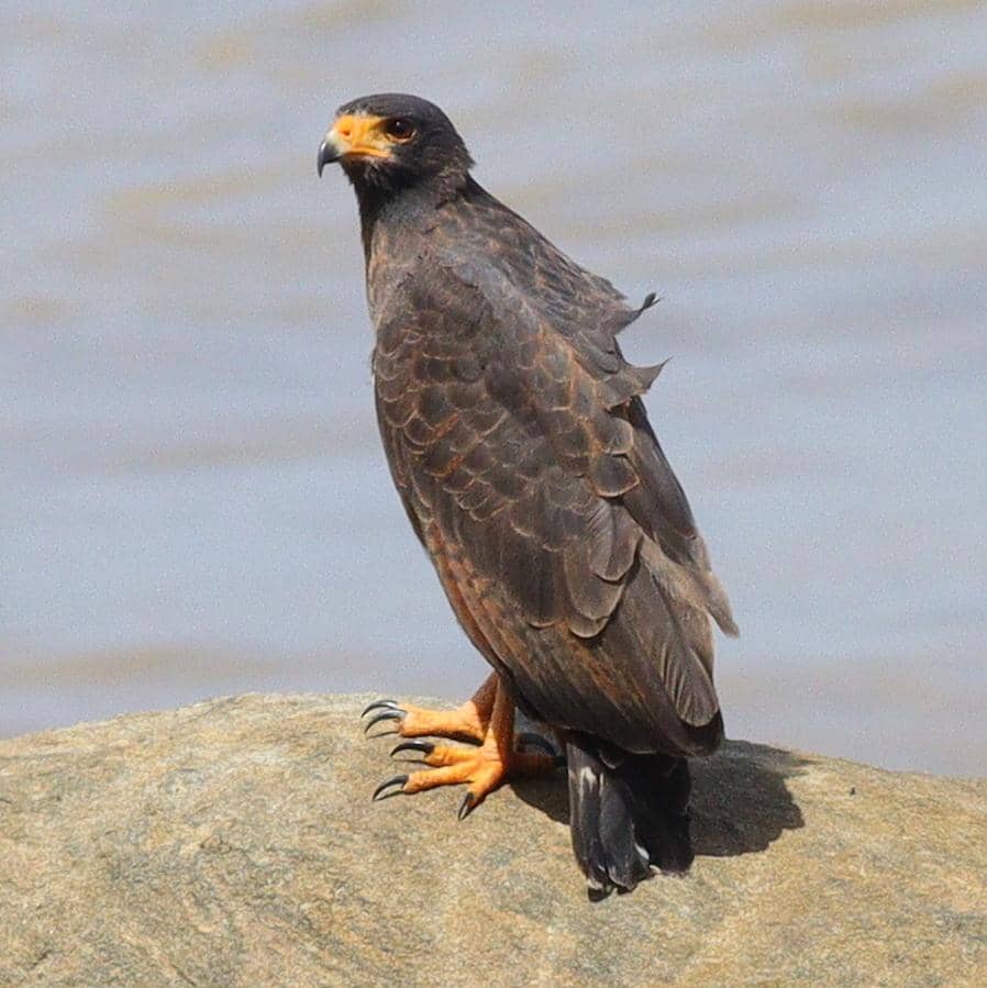tampilan sekujur tubuh rufous crab hawk