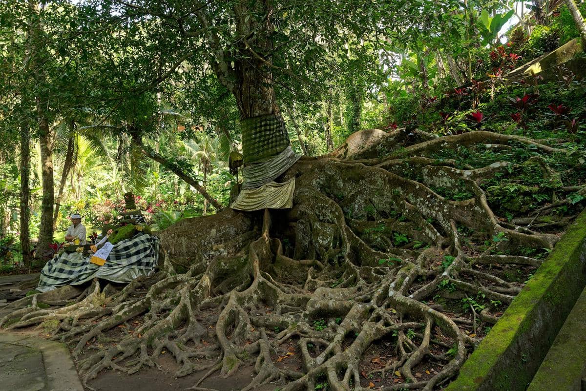 Pepohonan besar dengan akar menjalar di area Goa Gajah, Bali, dikelilingi tanaman hijau dan kain tradisional yang melilit batang pohon.
