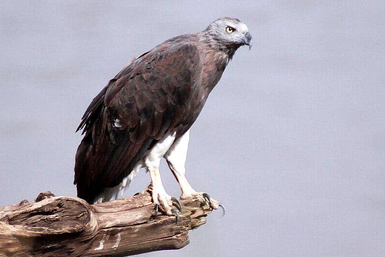 7 Fakta Elang-ikan Kepala Kelabu, Predator Anggun Penikmat Ikan