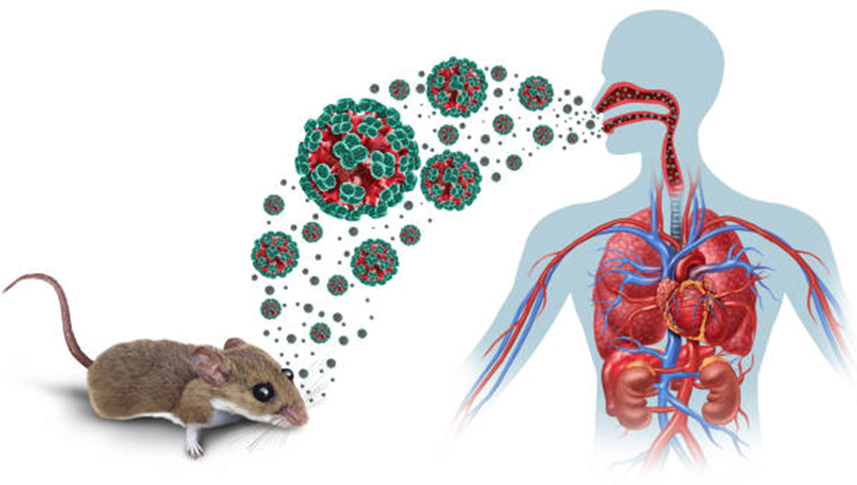 HantaVirus