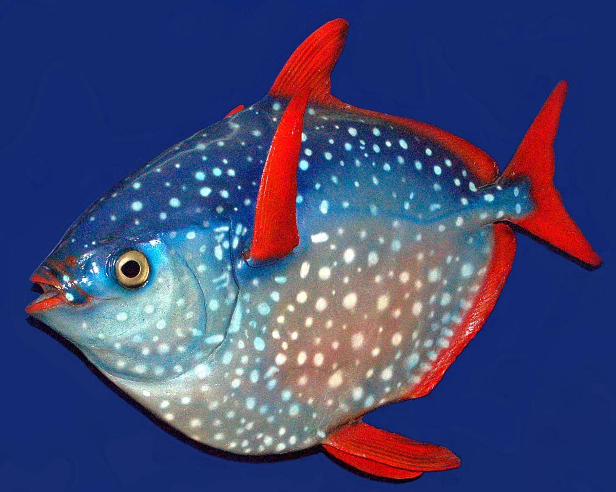 ikan opah