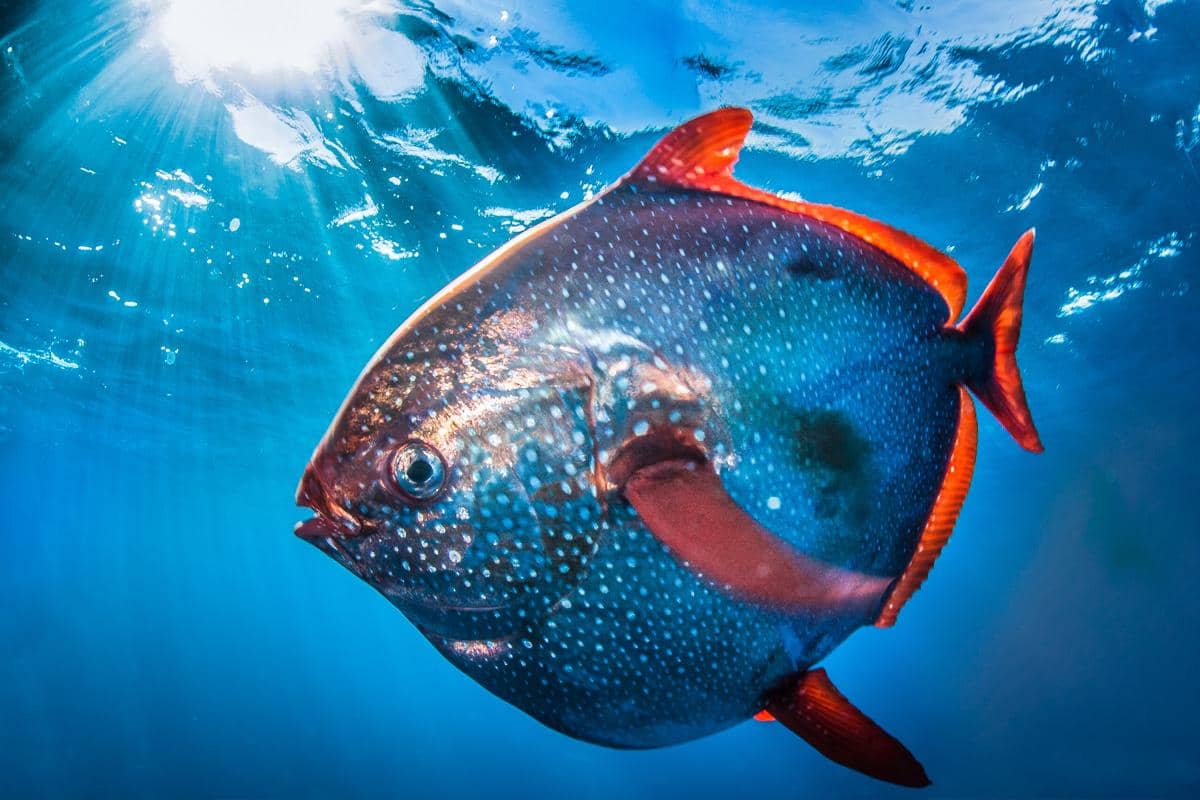 5 Fakta Unik Opah, Ikan Berdarah Panas dari Laut Dalam