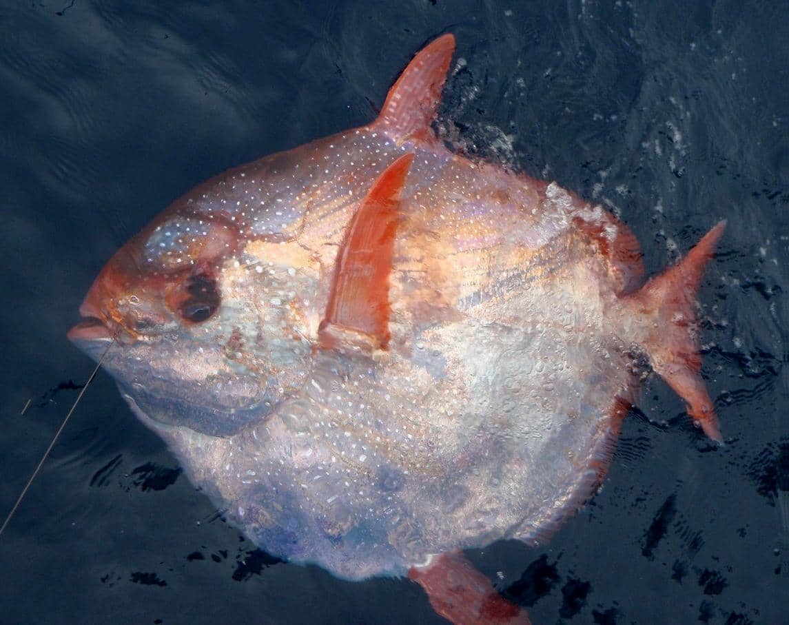ikan opah