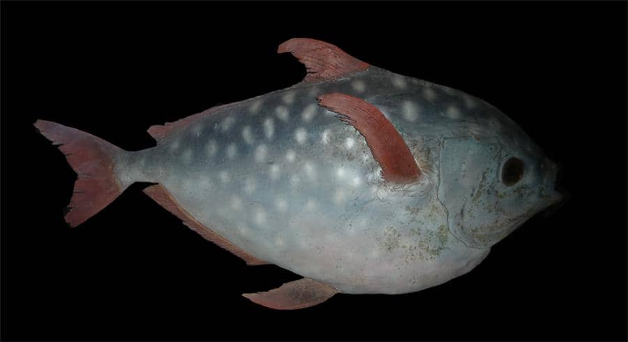 ikan opah